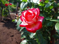 DSC00023_blog.jpg