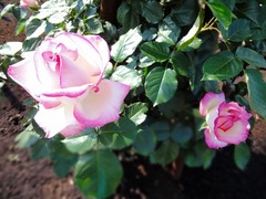 DSC00027_blog.jpg