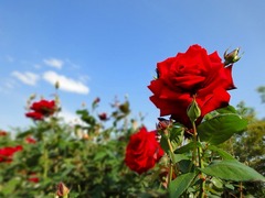 DSC00028_blog.jpg