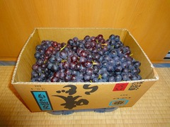 DSC00154_blog.jpg