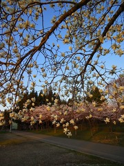 DSC00237_blog.jpg