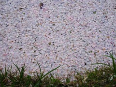 DSC00258_blog.jpg