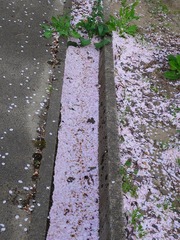 DSC00262_blog.jpg
