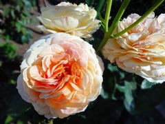 DSC00636_blog.jpg