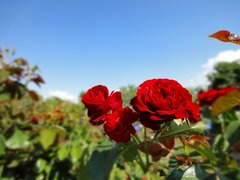 DSC00640_blog.jpg