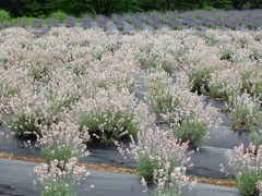 DSC01159_blog.jpg