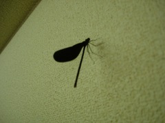DSC01350_blog.jpg