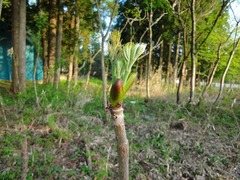 DSC01617_blog.jpg