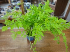 DSC02120_blog.jpg