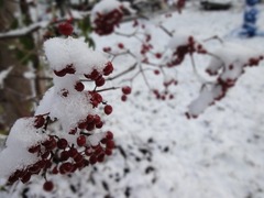 DSC02344_blog.jpg