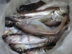 DSC02384_blog.jpg