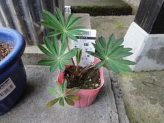 DSC02499_blog.jpg