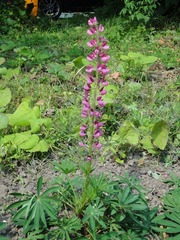 DSC02635_blog.jpg
