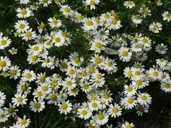 DSC02637_blog.jpg