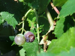 DSC02997_blog.jpg