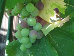 DSC02998_blog.jpg