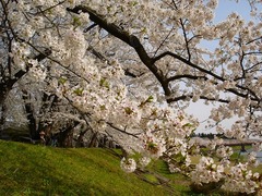 川べり桜_blog.jpg