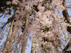 枝垂れ桜内側_blog.jpg