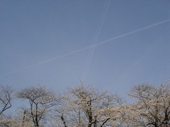 桜に飛行機雲_blog.jpg