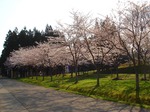 sakura _blog.jpg